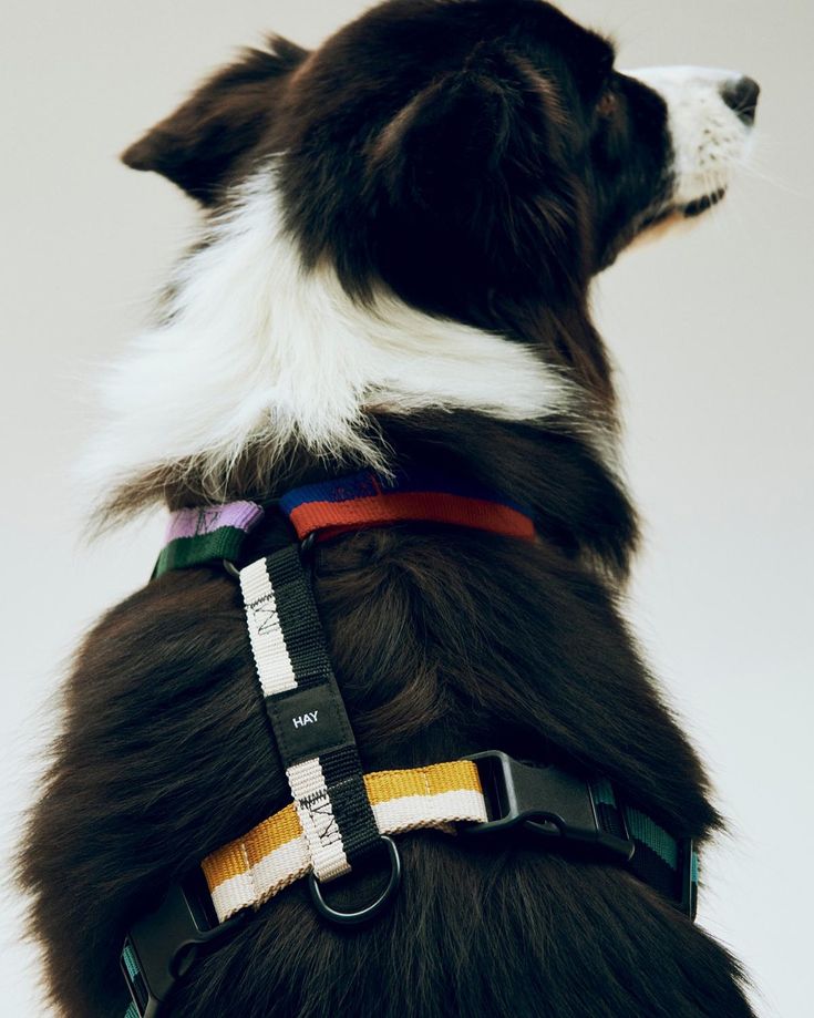 Notre gamme d'accessoires pour chiens !